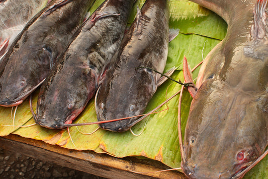 10 Tips for Catchin' Catties!