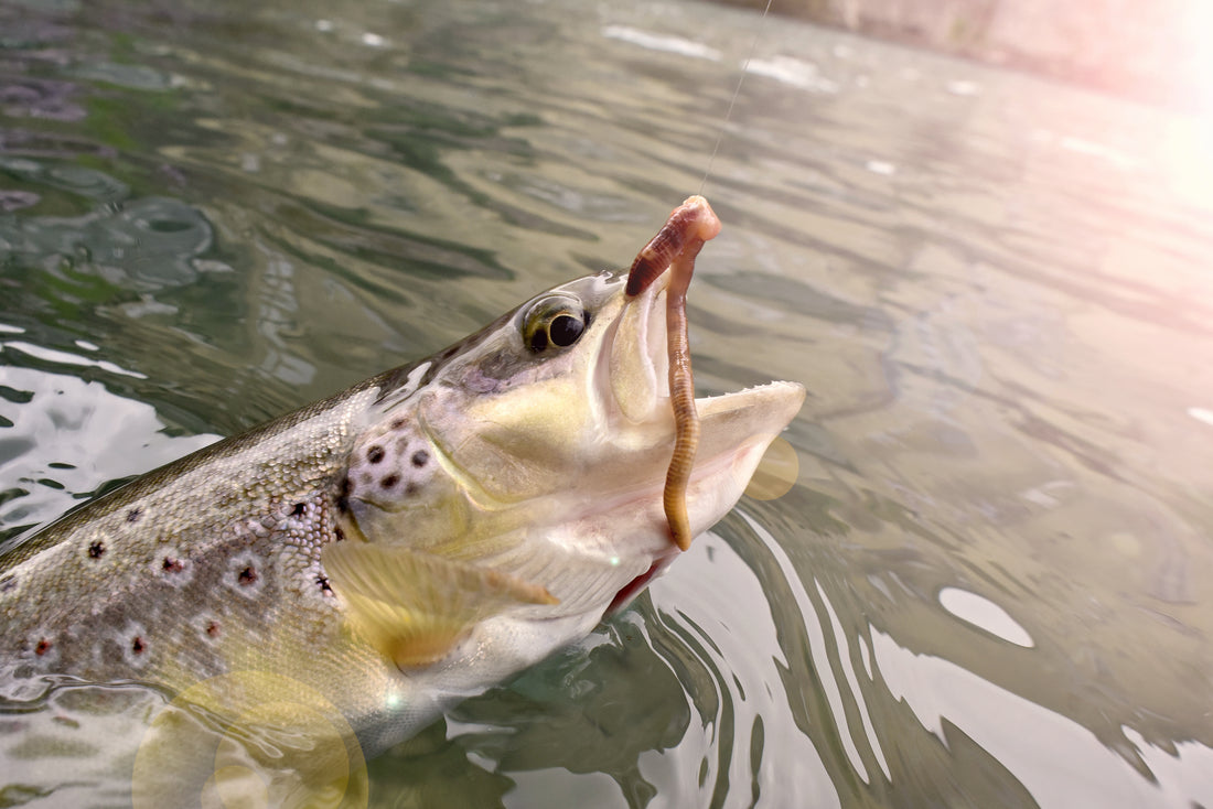 Spring Stocked Trout Tips