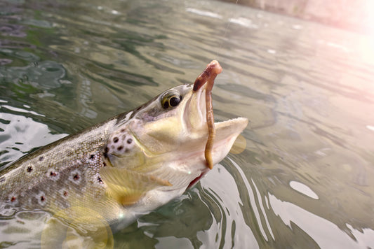 Spring Stocked Trout Tips